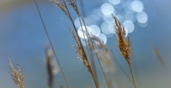 Peaceful Reeds De-stress
