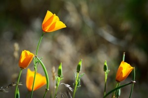 The Joy of Poetry Yellow Flowers