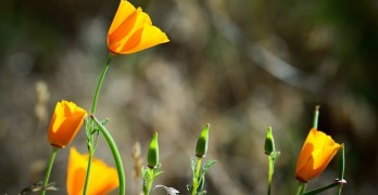 The Joy of Poetry Yellow Flowers
