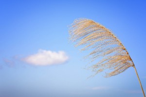 Silver grass Ozone Journal