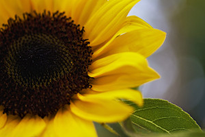 Be Our Poetry Buddy sunflower closeup