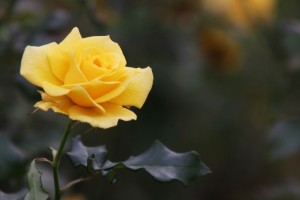 Joy of Poetry book club yellow rose