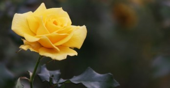 Joy of Poetry book club yellow rose