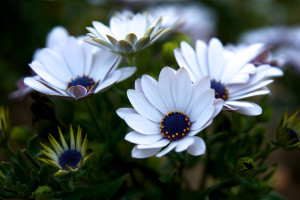 The Joy of Poetry Be Our Poetry Buddy white flowers