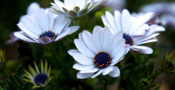 The Joy of Poetry Be Our Poetry Buddy white flowers