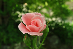 The Joy of Poetry Book club pink rose