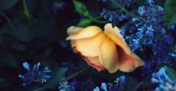 The joy of Poetry Book Club yellow rose with blue flowers