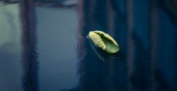 Top 10 Dip Into Poetry Lines lotus leaf on water