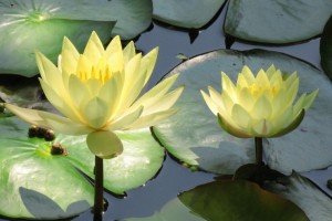 water lily Elizabeth Onuska