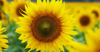 Sunflower field Memoir Notebook Bird on a Wire