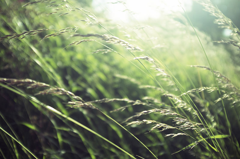 grasses - A Mistake Becomes a Discovery: John Holmes