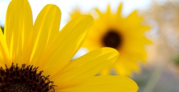Yellow Flowers Memoir and Poetry Workshop