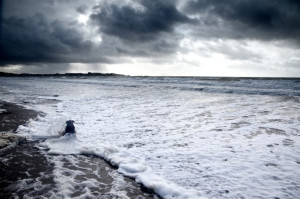 Seashore Jen Karetnick