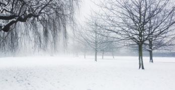 Storytelling as an Intentional Act snowy woods scene