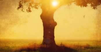 light through tree limbs - The Healing Power of Poetry and Art