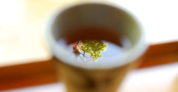Tree in Tea Comfort