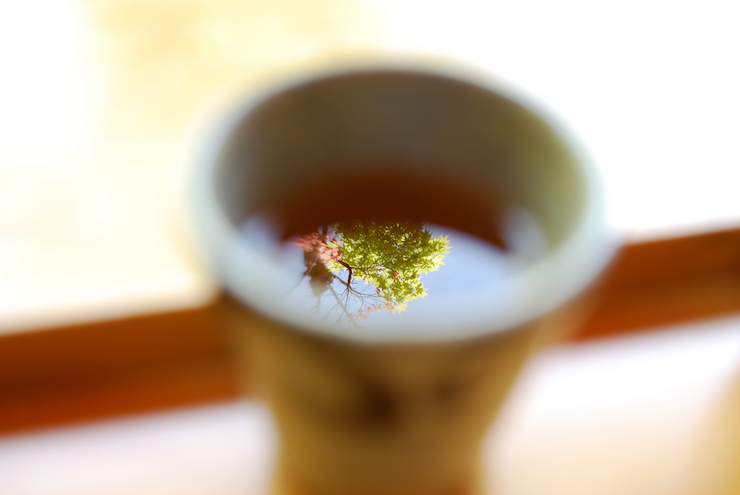 Tree in Tea Comfort