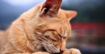 Poetry Dare How to Commit Prufrock orange cat