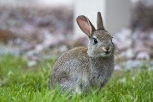 Committing Prufrock poetry memorization bunny in garden