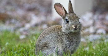 Committing Prufrock poetry memorization bunny in garden