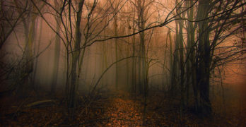 Fod in woods The Odyssey
