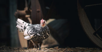 funny-chicken-chase-photo-david-goehring