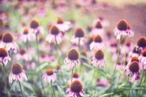 Point coneflowers The End of Pink