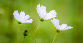 Committing Prufrock Memorization Memories white flowers on green