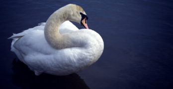 The Wild Swans book club