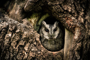 Last Child in the Woods owl in tree