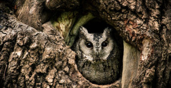 Last Child in the Woods owl in tree