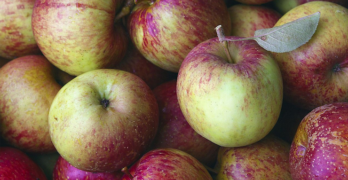 Teacher Thank You Apples