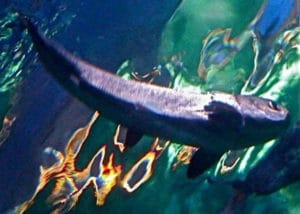 Maui Ocean Center 1