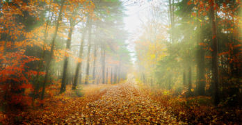Robert Frost The Road Not Taken