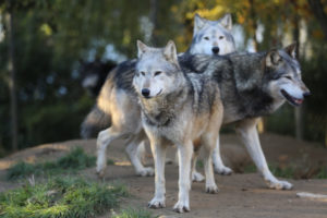 fairytale beasts poetry prompt