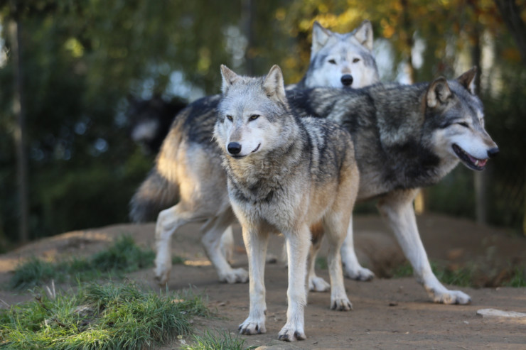 fairytale beasts poetry prompt
