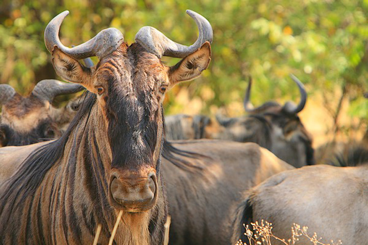 serengeti gnoe the bestiary