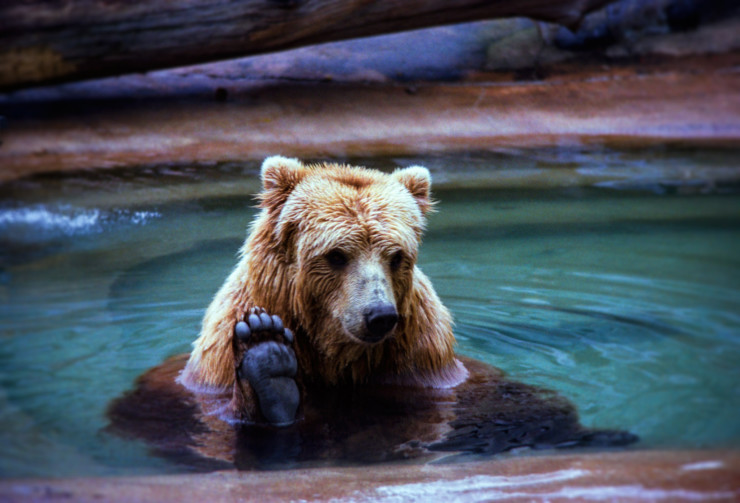 teddy bear comfort prompt