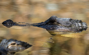 Alligator evergladesAlligator everglades