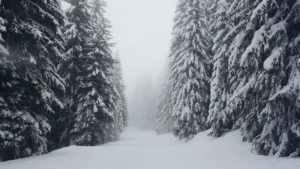 Trees in snow Floodgate chapbooks