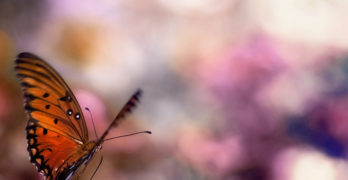 Gorgeous Butterfly Ecochallenge