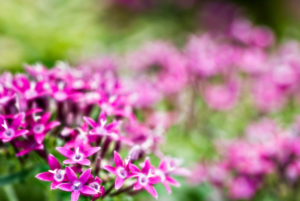 Little Star flowers 30 days 30 poems challenge national poetry month