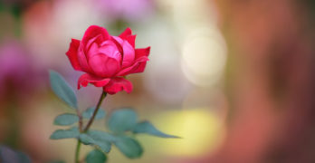 Poetry Dare Romeo and Juliet red rose
