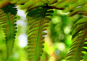 Commit Poetry Romeo & Juliet Ferns