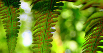 Commit Poetry Romeo & Juliet Ferns
