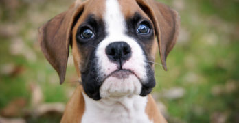 dogs, puppies