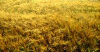 Three Summers Part One The Seed golden field