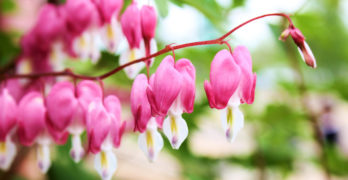 A Poem in Every Heart Marianne Moore bleeding hearts