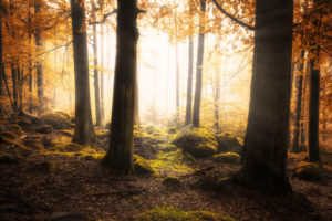 Forest Light Mary Borden