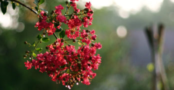 crepe myrtle invisibility of seasons